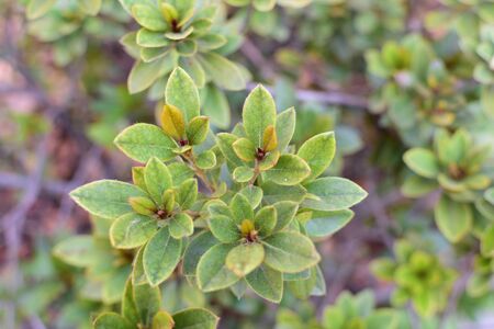 Details of leaves and natural backgrounds of the public garden of medellinの写真素材