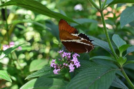 Butterfly Siproeta epaphus from the botanical garden of medellin colombiaの写真素材