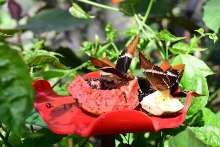 Butterfly Siproeta epaphus from the botanical garden of medellin colombiaの写真素材