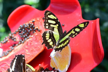 Siproeta stelenes butterfly from the botanical garden of medellin colombiaの写真素材