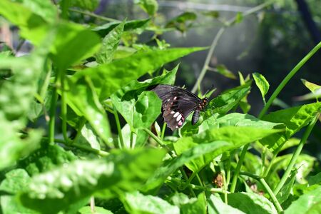 Battus polydamas butterfly from the botanical garden of medellin colombiaの写真素材