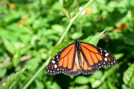 Monarch butterfly Danaus plexippus megalipe from the botanical garden of medellin colombia