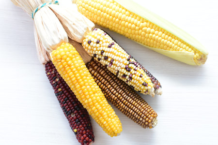 (Zea mays) Whole and shelled dry multi-colored corn with dry leaves on wooden