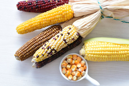 (Zea mays) Whole and shelled dry multi-colored corn with dry leaves on wooden