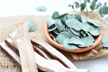 Eucalyptus or Eucalyptus (Eucalyptus) green dry leaves in corsage and loose on light backgroundの写真素材