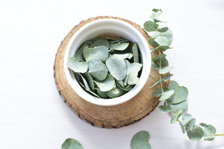 Eucalyptus or Eucalyptus (Eucalyptus) green dry leaves in corsage and loose on light background