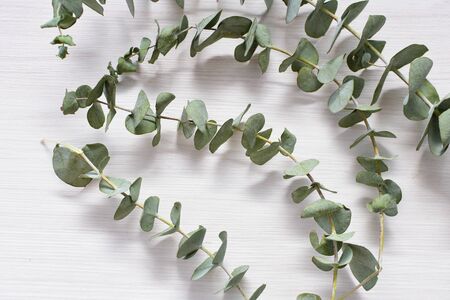 Eucalyptus or Eucalyptus (Eucalyptus) green dry leaves in corsage and loose on light backgroundの写真素材