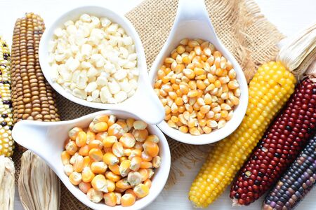Corn - corn - Zea mays whole and shelled cob of white and yellow corn displayed in containersの写真素材