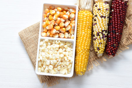 Corn - corn - Zea mays whole and shelled cob of white and yellow corn displayed in containers