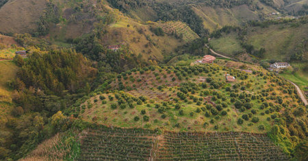 Aerial view of the vineyards on the hillside of the mountainの写真素材