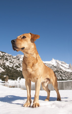 dogs playing in the snow in the Sierra de Tramuntana in majorcaの写真素材