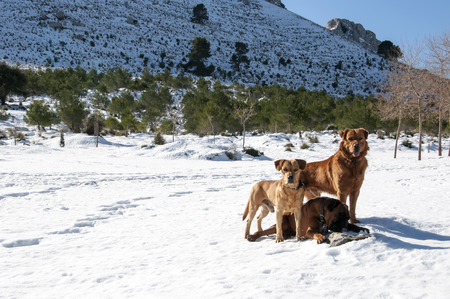 dogs playing in the snow in the Sierra de Tramuntana in majorcaの写真素材