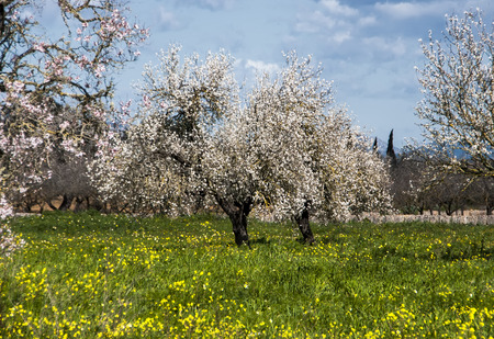 blossoming almond tree landscape in majorca, Spainの写真素材
