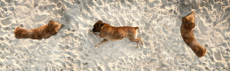photograph of a dogs playing in the beachの写真素材