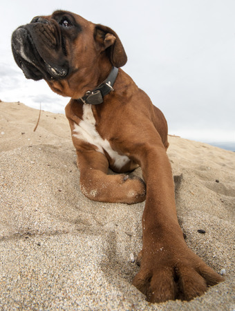 photograph of a dog playing with ballの写真素材