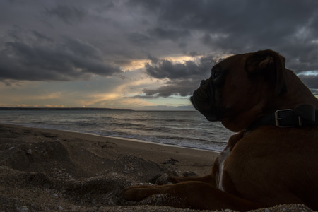 photograph of a dog playing in the beachの写真素材