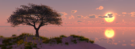 tree on the coast and sunset reflected in waterの写真素材
