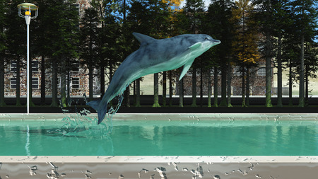Marine mammal swimming in the swimming poolの写真素材