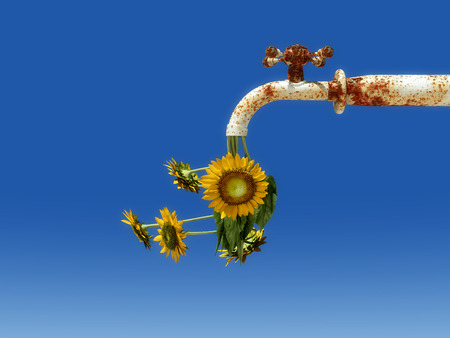 sunflowers leaving a rusty tapの写真素材