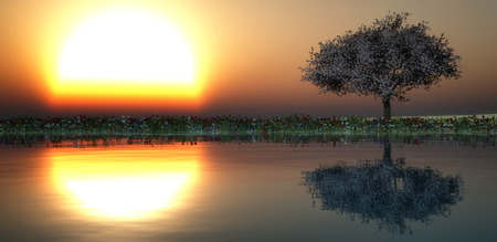 sunset and tree in flower fieldの写真素材