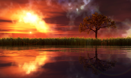 sunset and tree in  fieldの写真素材