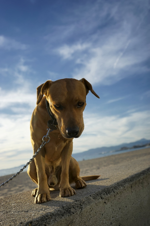 little dog sadの写真素材
