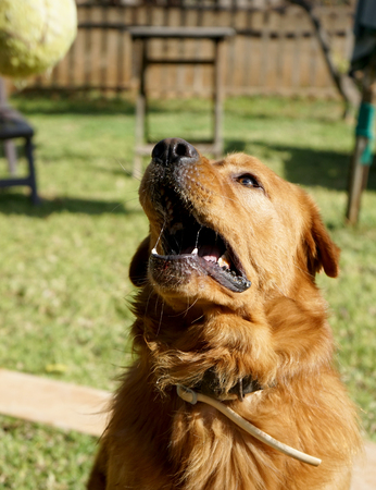 photograph of a dog and sunsetの写真素材