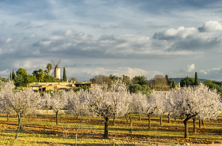 blossoming almond tree landscape in majorca, Spainの写真素材