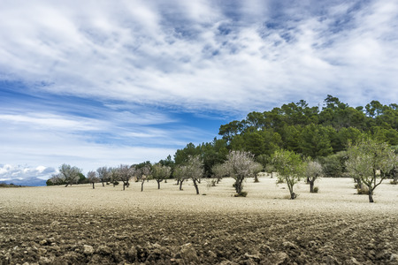 blossoming almond tree landscape in majorca, Spainの写真素材