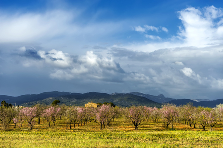 blossoming almond tree landscape in majorca, Spainの写真素材