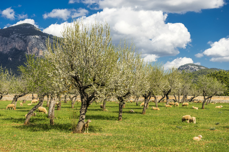 blossoming almond tree landscape in majorca, Spainの写真素材