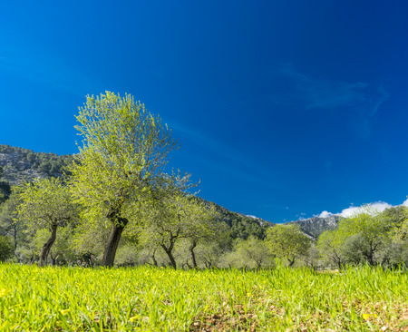 almond trees in a grassy fieldの写真素材
