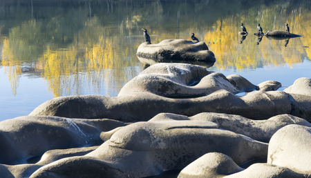 Photo of cormorants basking in the rocksの写真素材
