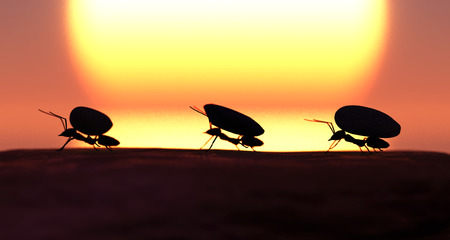 concept work, team of ants moving stonesの写真素材