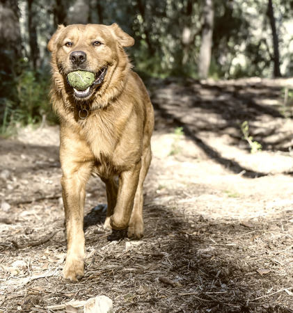 pet animals, brown dog playingの写真素材