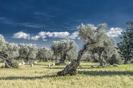 olive grove on the island of Mallorca in Spainの写真素材