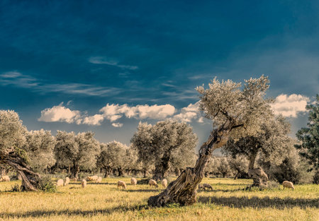 olive grove on the island of Mallorca in Spainの写真素材