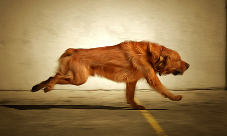illustration of pet animals, brown dog playingの写真素材