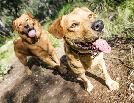 pet animals, brown dog playingの写真素材