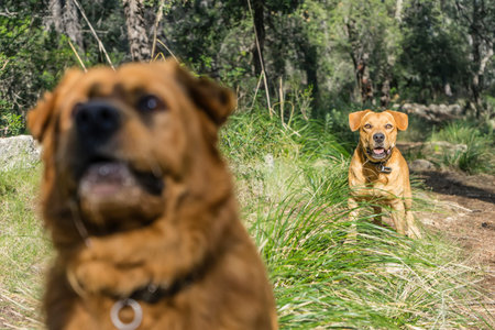 pet animals, brown dog playing