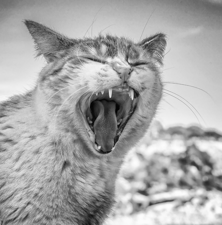 Cat in majorca beachの写真素材