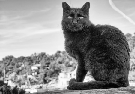 Cat in majorca beachの写真素材