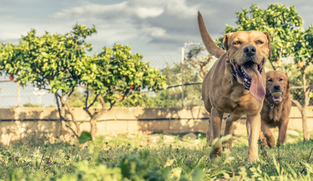 pet animals, brown dog playingの写真素材
