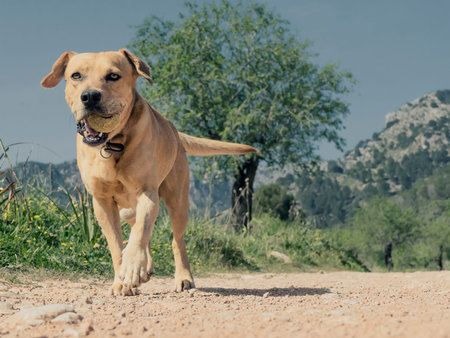 pet animals, brown dog playing
