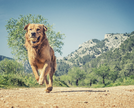 pet animals, brown dog playingの写真素材