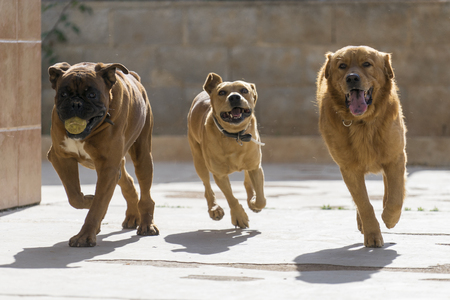 pet animals, brown dog playingの写真素材