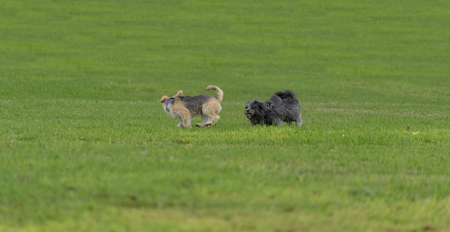 pet animals, brown dog playingの写真素材