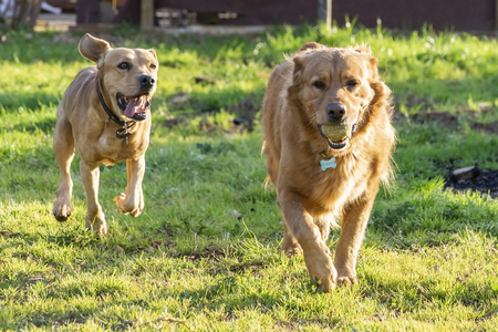 pet animals, brown dog playingの写真素材
