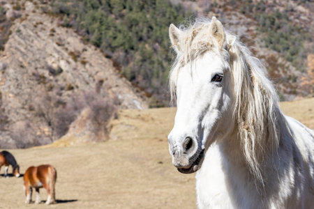 horse in green field and blue sky