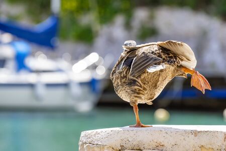 duck playing in the harborの写真素材